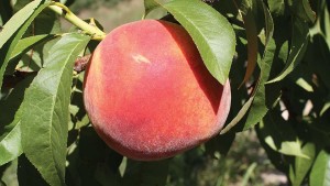 Stark Bro’s Nurseries & Orchards Co. 2015 Variety Showcase [Slideshow]
