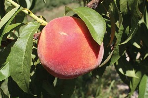 SweetStar®, Stark Bro’s Nurseries & Orchards Co.