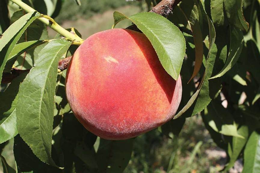 SweetStar®, Stark Bro’s Nurseries & Orchards Co.