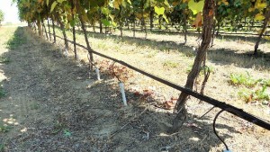 Washington Winegrape Research Feted