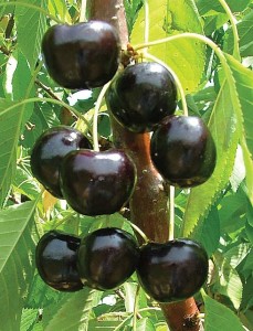 BlackPearl®, Summit Tree Sales