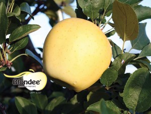 Blondee®, Summit Tree Sales