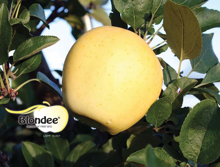 Blondee®, Summit Tree Sales