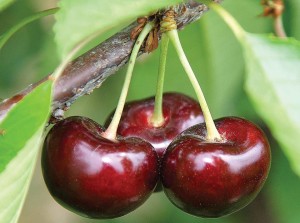 BurgundyPearl®, Summit Tree Sales
