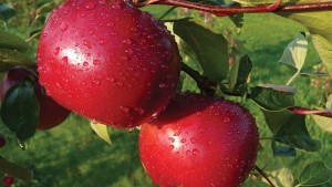 Summit Tree Sales 2015 Variety Showcase [Slideshow]