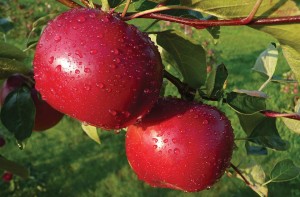 Dandee Red®, Summit Tree Sales