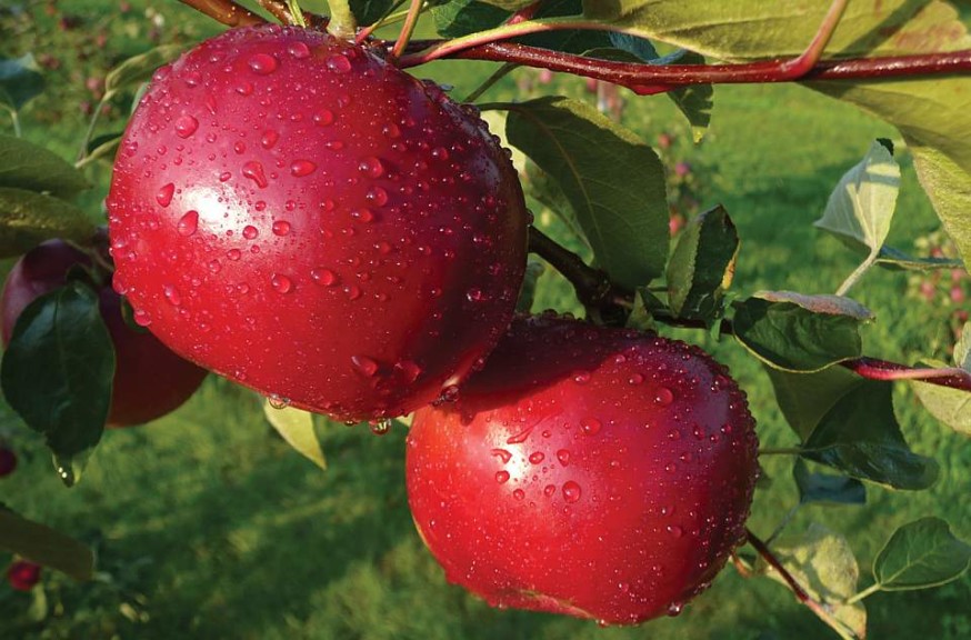 Dandee Red®, Summit Tree Sales