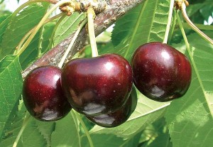 EbonyPearl®, Summit Tree Sales