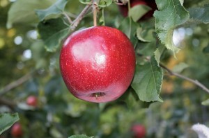 JonaStar®, Summit Tree Sales