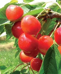 RadiancePearl®, Summit Tree Sales