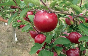 RubyMac®, Summit Tree Sales
