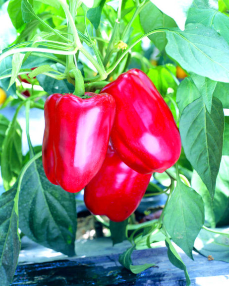 Red Gourmet