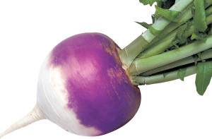 Purple Prince