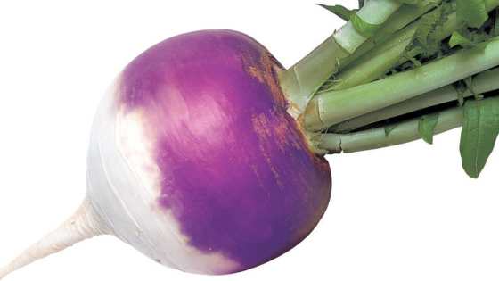 American Takii Presents Its Latest Vegetable Varieties