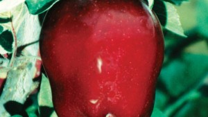 Good Riddance, Red Delicious Apple