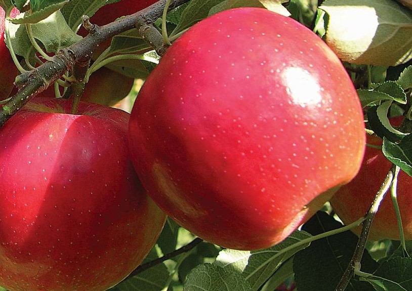 CrimsonCrisp®, Van Well Nursery