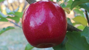 Van Well Nursery 2015 Variety Showcase [Slideshow]