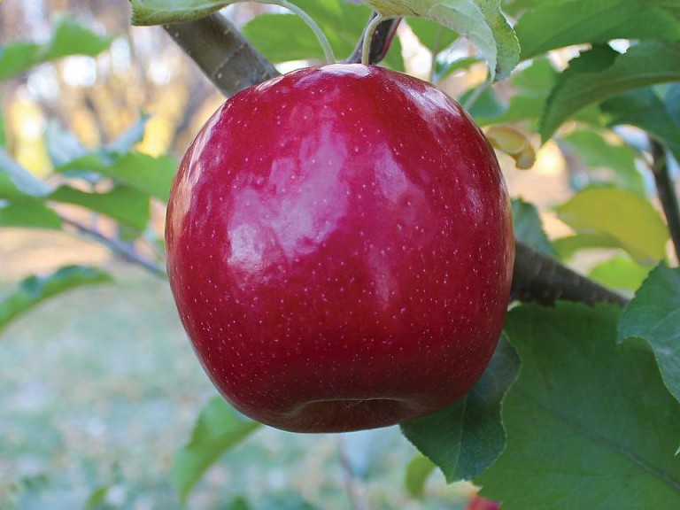 Lady In Red, Van Well Nursery