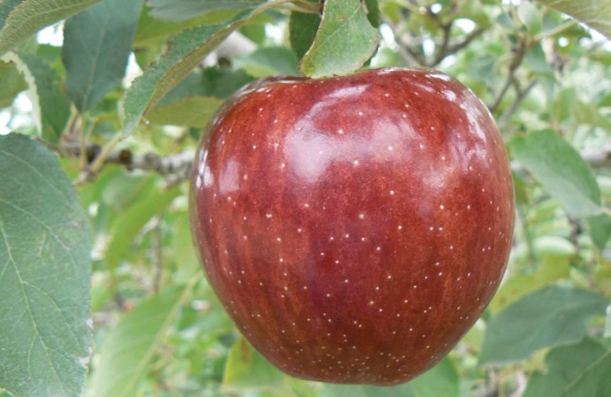 Red Cameo™, Van Well Nursery