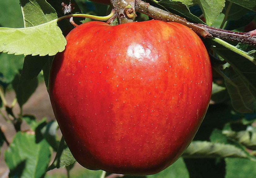 Red Delicious Apples - Womack Nursery