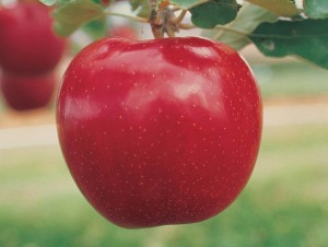Red Jonaprince, Van Well Nursery