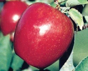 Redfield® Red Braeburn, Van Well Nursery
