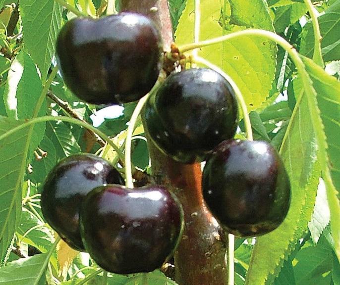 BlackPearl®, Wafler Nursery