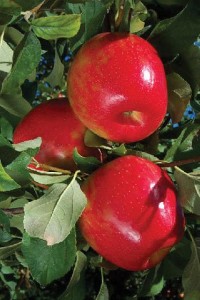 Honeycrisp®, Wafler Nursery