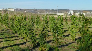 Washington Announces Record Winegrape Harvest