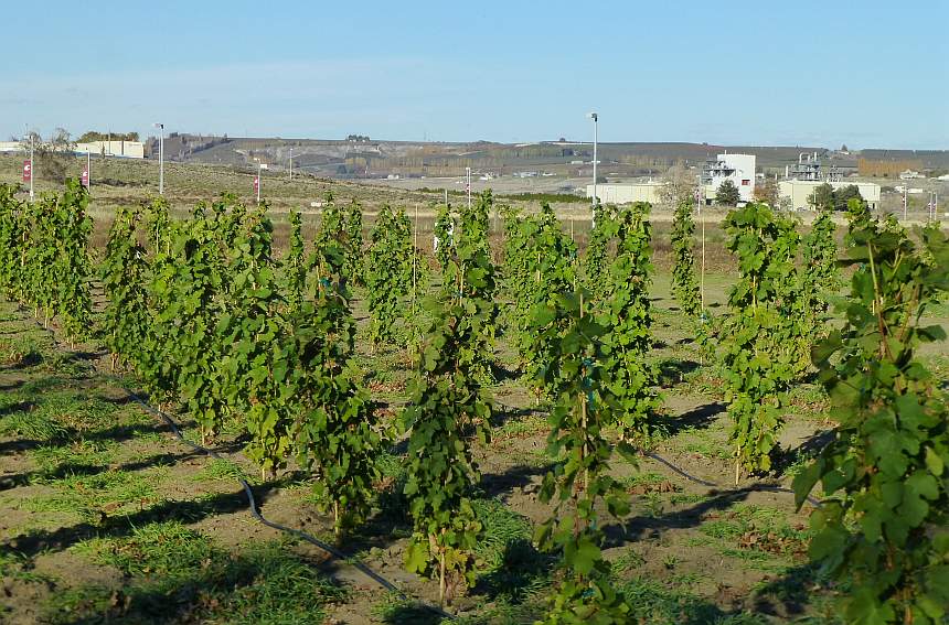 Washington Announces Record Winegrape Harvest
