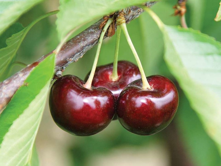 BurgundyPearl®, Willow Drive Nursery
