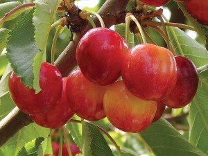 Early Robin®, Willow Drive Nursery