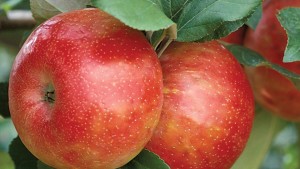 Needles Found In Honeycrisp Sold At Grocery Store