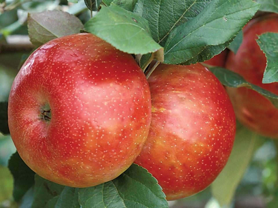 Needles Found In Honeycrisp Sold At Grocery Store