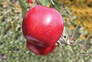 JonaStar®, Willow Drive Nursery
