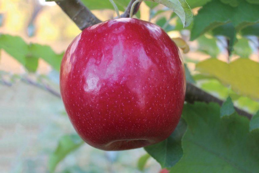 Lady in Red, Willow Drive Nursery