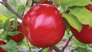 Willow Drive Nursery 2015 Variety Showcase [Slideshow]