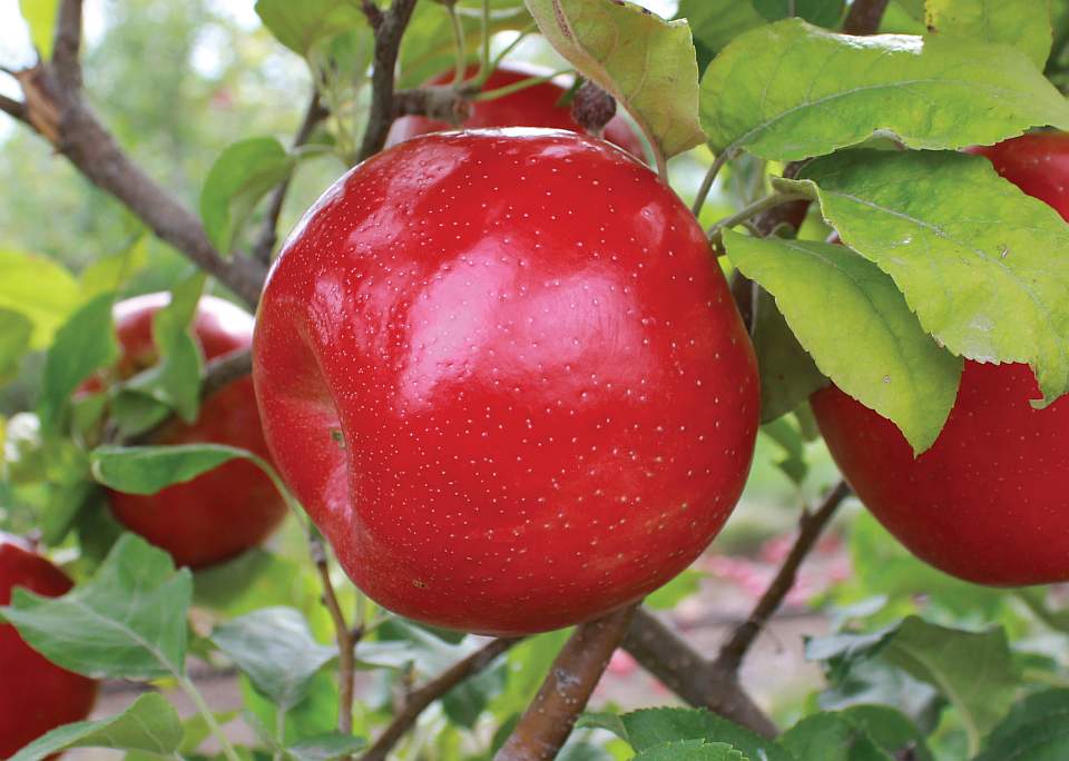 Willow Drive Nursery 2015 Variety Showcase [Slideshow]