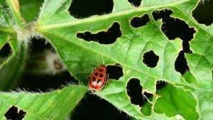 6 Pests Of Snap Beans To Watch For In 2015