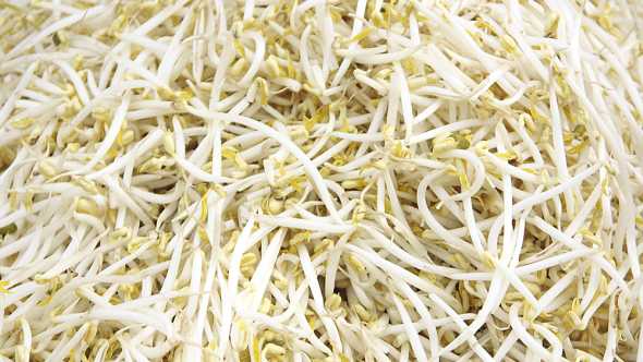 Multistate Salmonella Outbreak Linked To Bean Sprouts