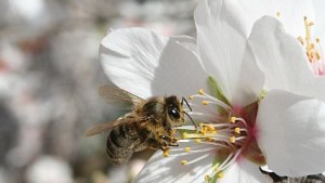 Almond Growers Key To Solving Bee Loss Puzzle