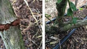 Suspected Borer Could Be Big Bother To Florida Blueberry Growers