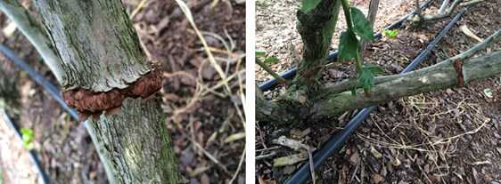Suspected Borer Could Be Big Bother To Florida Blueberry Growers