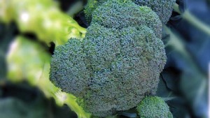 12 Top Performing Broccoli Varieties