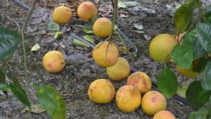 Latest Florida Citrus Crop Forecast Drops Sector Further Into Abyss