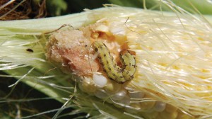 Corn Earworm 