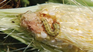 Corn Earworm Building Up More Resistance To Crop Protection Efforts