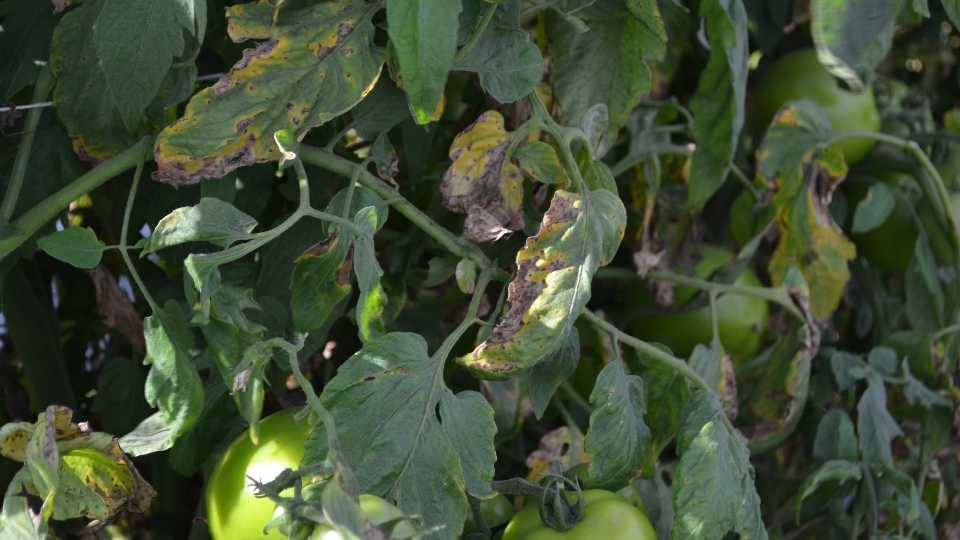 Disease Identification