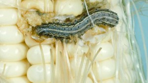 Fall Armyworm