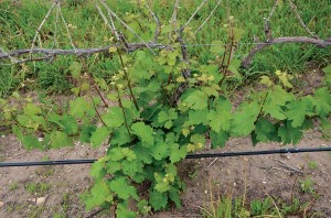 Shoots From Basal Area Of Vine